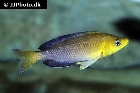Cyprichromis leptosoma yellow